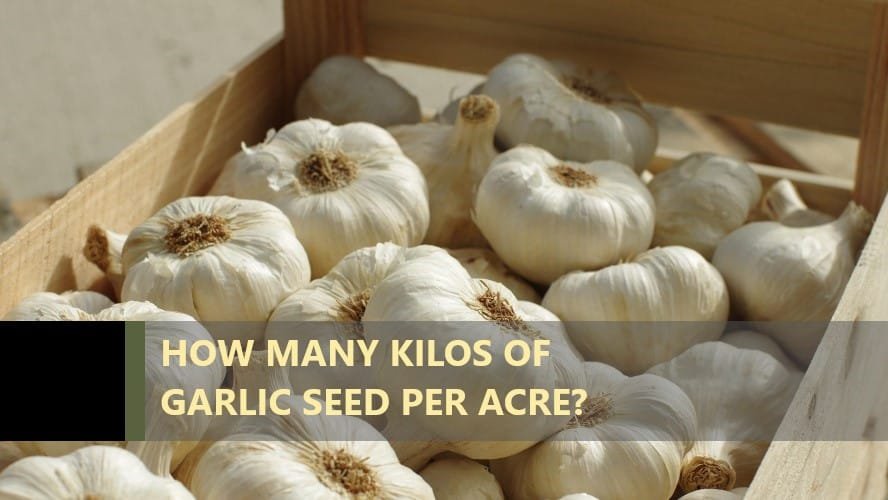 how-many-kilos-of-garlic-per-acre-anket-r