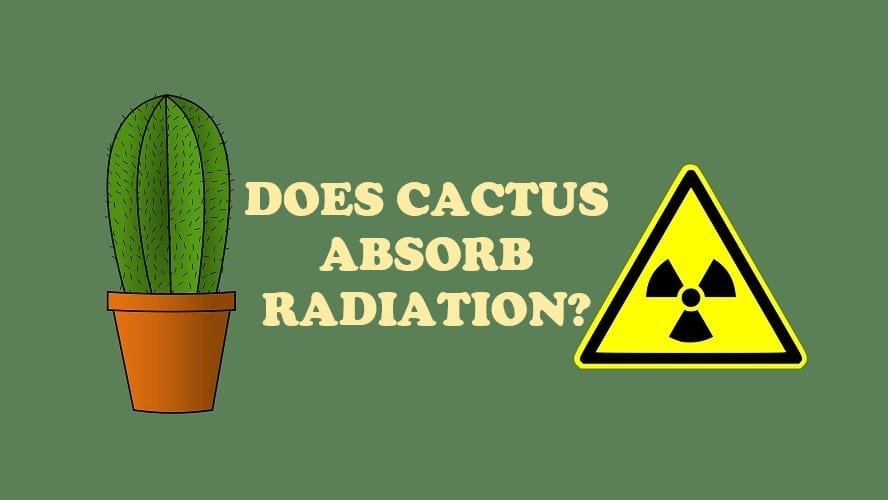Does Cactus Absorb Radiation? Anketör