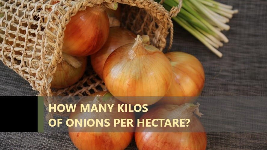 How Many Kilos Of Onions Per Hectare Anket r how-many-kilos-of-onions-per-hectare-anket-r