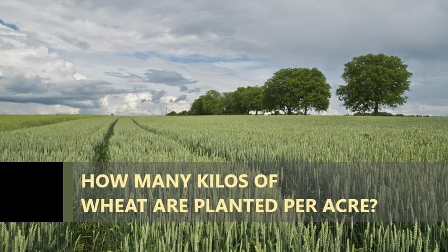 how-many-kilos-of-wheat-per-acre-anket-r