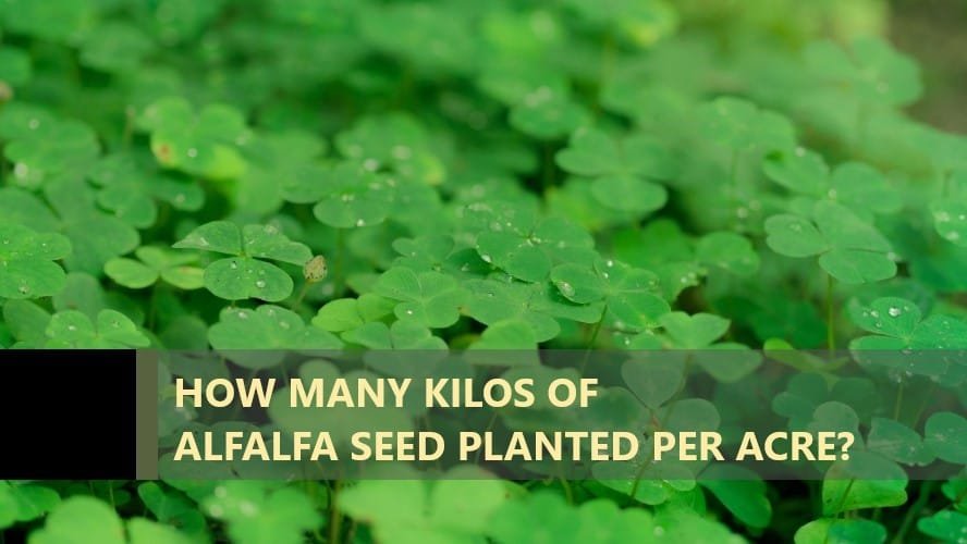 How Many Kilos Of Clover Seed Per Acre Anket r how-many-kilos-of-clover-seed-per-acre-anket-r