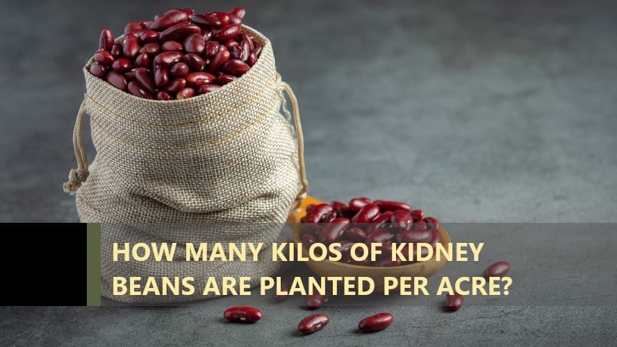 How Many Kilos of Kidney Beans per Acre? Anketör