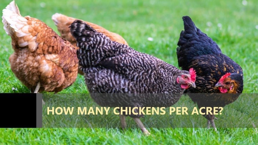 how-many-chickens-per-acre-anket-r