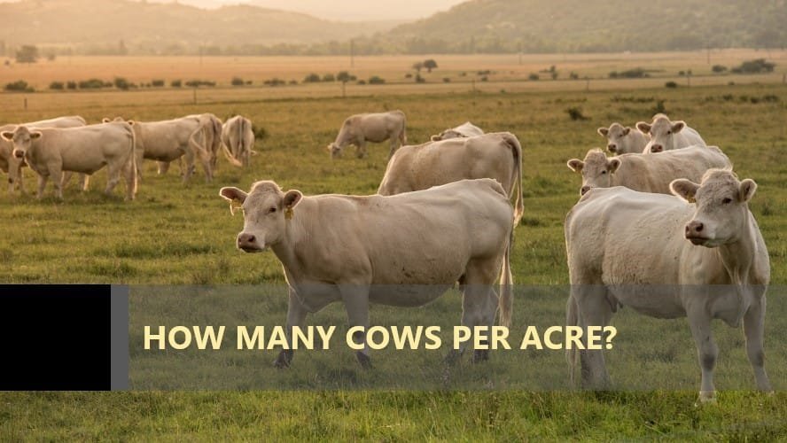 How Many Cows per Acre? Anketör