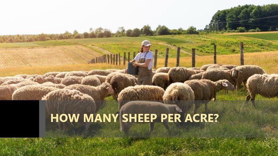 How Many Sheep Per Acre Anket r how-many-sheep-per-acre-anket-r